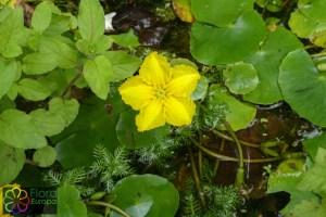 Nymphoides peltata (2)_LR